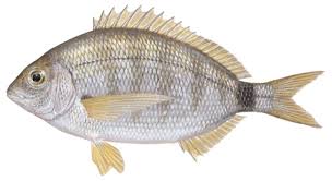 Annular Seabream product image
