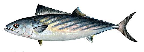 Atlantic Bonito product image