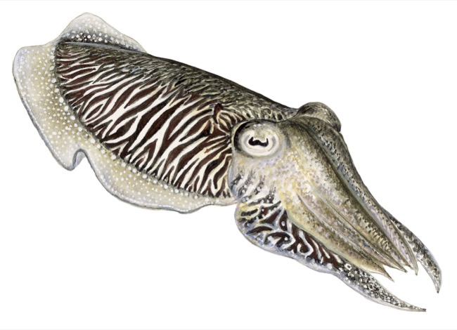 Common Cuttlefish product image