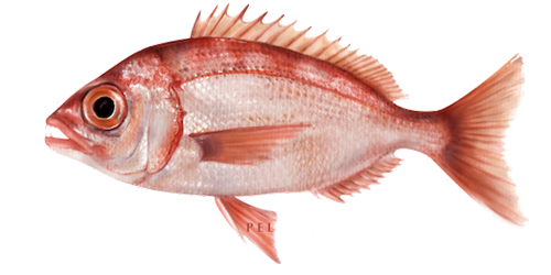 Large-Eye Dentex product image