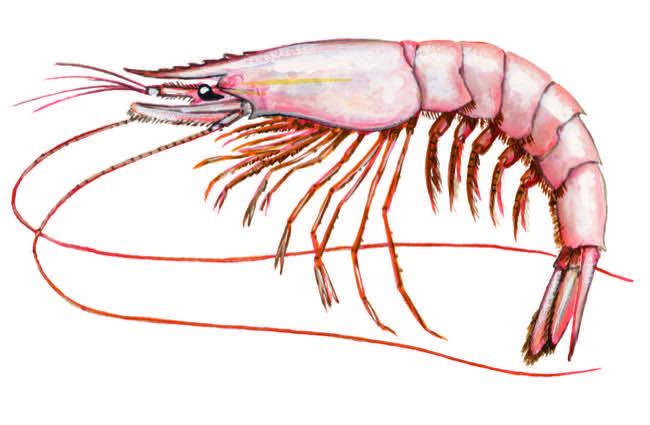 Deep-Water Rose Shrimp product image
