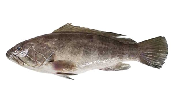 White Grouper product image