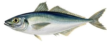 Atlantic Horse Mackerel product image