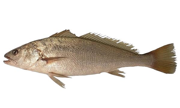 Meagre product image