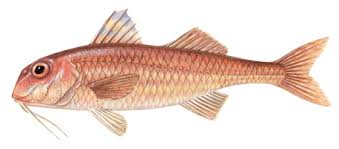 Striped Red Mullet product image