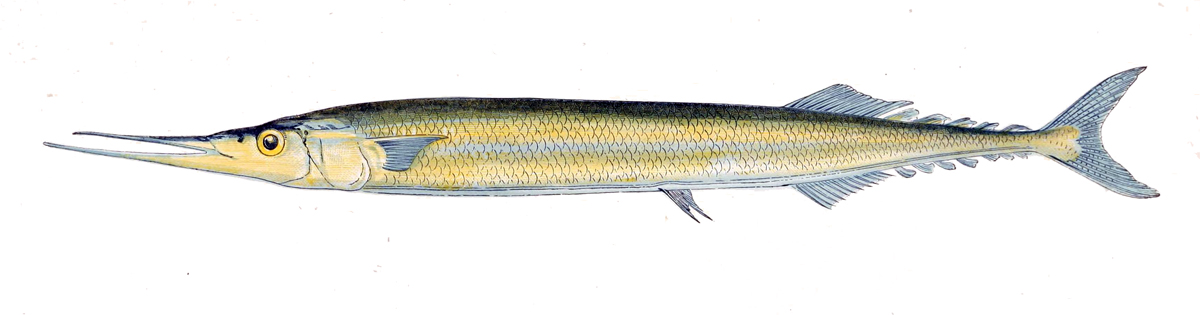 Saury product image