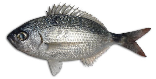 Saddled Seabream product image