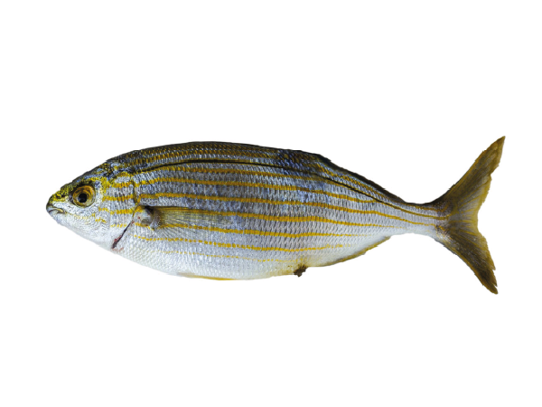 Salema Porgy product image