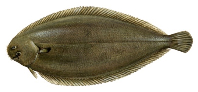 Common Sole product image