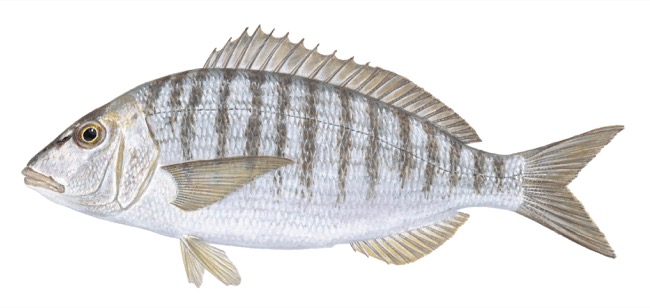 Striped Seabream product image