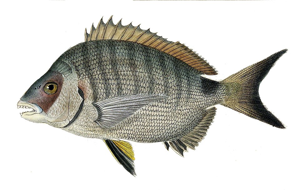 White Seabream product image