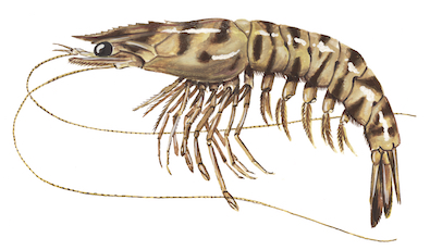Caramote Prawn product image