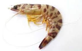 Striped Prawn product image