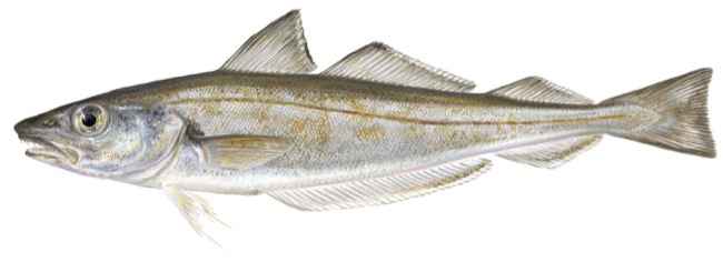 Black Sea Whiting product image